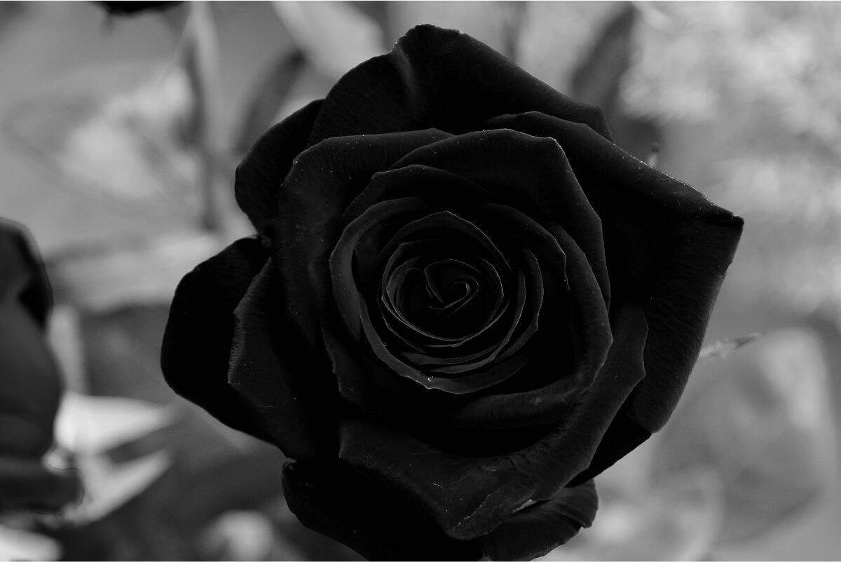 Black Rose Tattoo Meaning: Read This Before You Choose the Final Tatto ...
